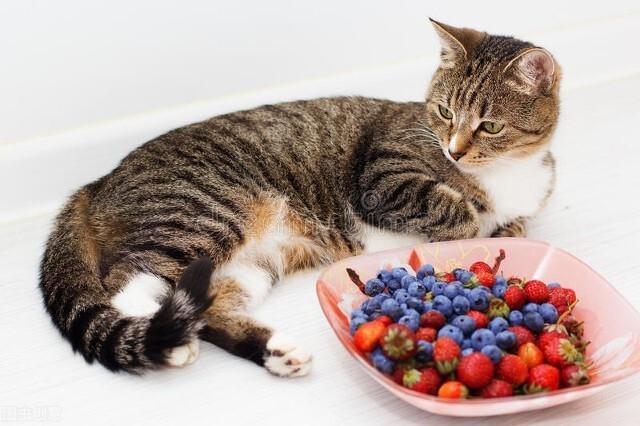 这六种水果给猫咪吃，营养高还不贵（给猫吃什么水果好）