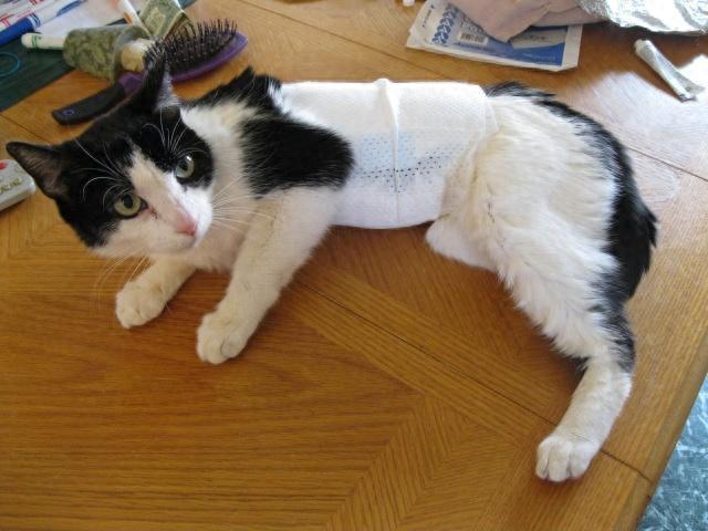 猫咪意外受伤流血，铲屎官要及时处理，提前收藏以备不时之需（猫猫外伤流血用什么药）