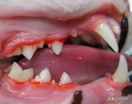 有一种尴尬,叫猫咪不知道自己有口臭(猫咪不知道叫他怎么办) 有一种尴尬,叫猫咪不知道自己有口臭(猫咪不知道叫他怎么办)