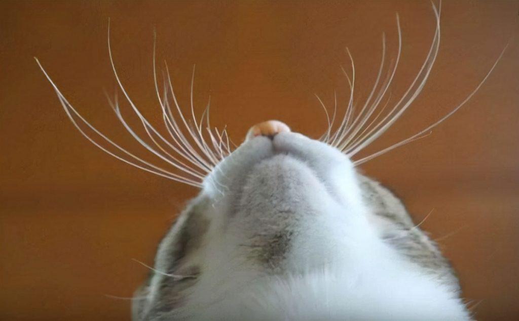 养猫不要养这7种猫!不是迷信,都是有依据的 养猫不要养这7种猫!不是迷信,都是有依据的