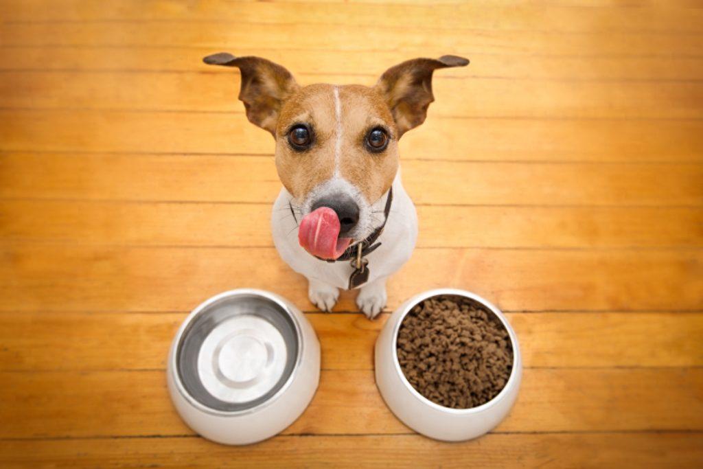 为什么狗狗会患肠胃炎，又有什么症状？了解原因才能决定治疗措施（狗狗肠胃炎怎么回事）