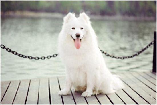 微笑天使萨摩耶犬（萨摩天性）