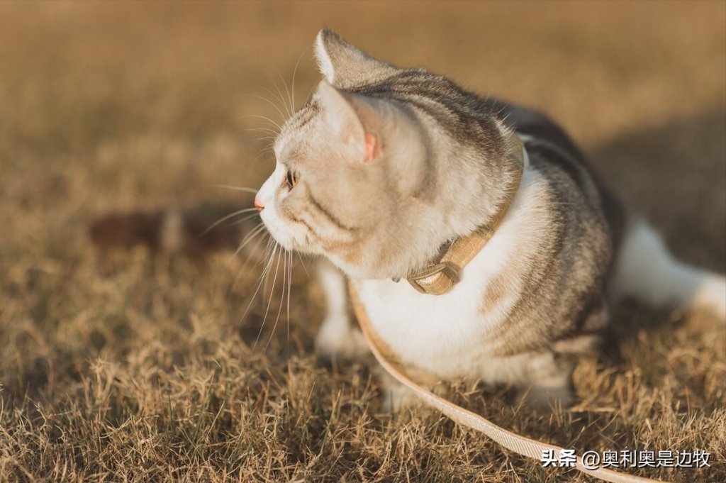 家有小朋友,能否养猫?好处与坏处都在这里!(家有小朋友适合养猫吗知乎) 家有小朋友,能否养猫?好处与坏处都在这里!(家有小朋友适合养猫吗知乎)
