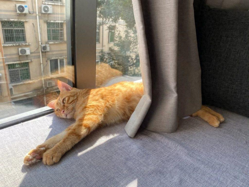猫咪怀孕吃什么补充营养?别忽视,这几种很重要!(猫咪怀孕吃什么营养品) 猫咪怀孕吃什么补充营养?别忽视,这几种很重要!(猫咪怀孕吃什么营养品)