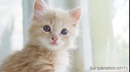 猫咪绝育后为什么还会发情?一文带你来看看元凶!(猫咪做完绝育后一直发抖) 猫咪绝育后为什么还会发情?一文带你来看看元凶!(猫咪做完绝育后一直发抖)