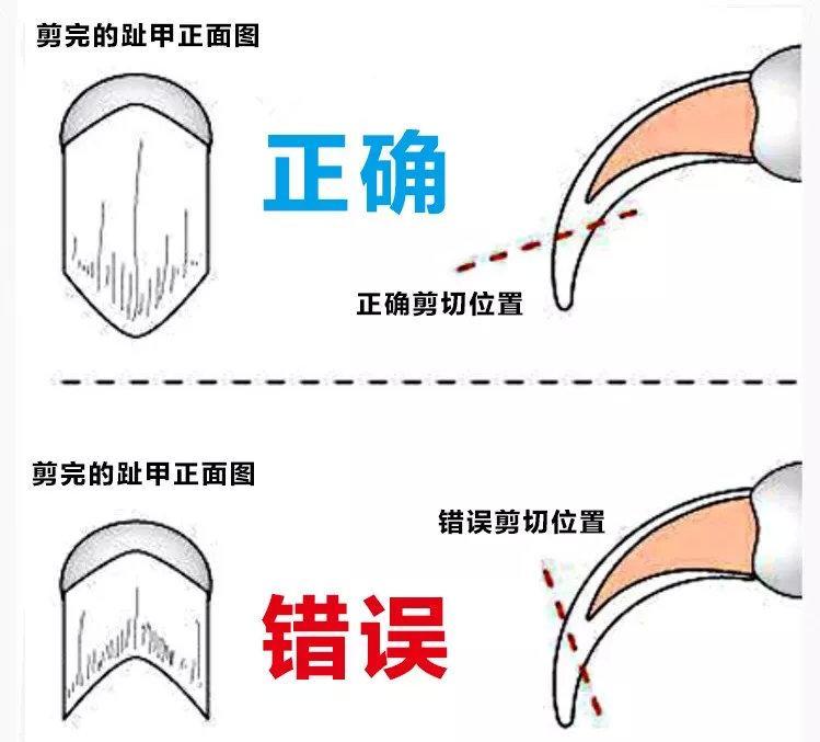3分钟看完这份指南,从此再也用不担心怎么给猫剪趾甲了(咋给猫咪剪指甲) 3分钟看完这份指南,从此再也用不担心怎么给猫剪趾甲了(咋给猫咪剪指甲)