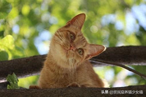新手养猫不迷路,给铲屎官的5条养猫纯干货(养猫新手入门) 新手养猫不迷路,给铲屎官的5条养猫纯干货(养猫新手入门)