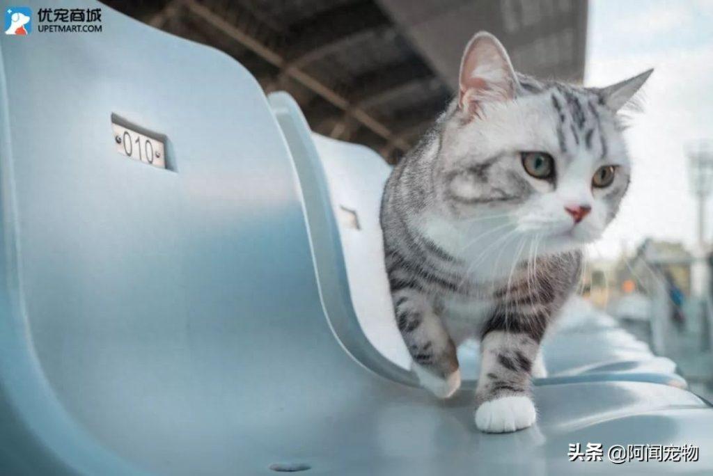 作为上班族,如何让猫在家不孤独?(作为上班族,如何让猫在家不孤独呢) 作为上班族,如何让猫在家不孤独?(作为上班族,如何让猫在家不孤独呢)