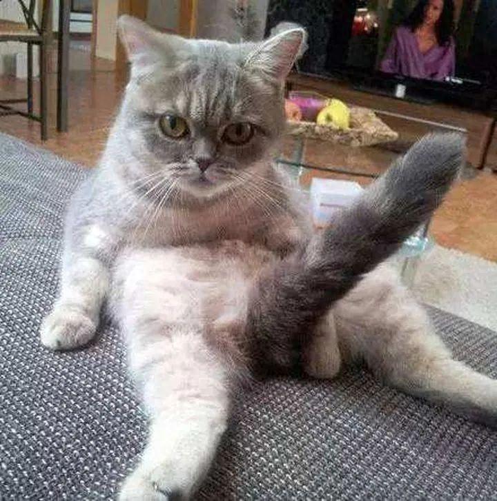 猫和猫尾巴是两种生物,猫:尾巴烤焦了,干我啥事啊?(猫和猫尾巴是分开的吗) 猫和猫尾巴是两种生物,猫:尾巴烤焦了,干我啥事啊?(猫和猫尾巴是分开的吗)