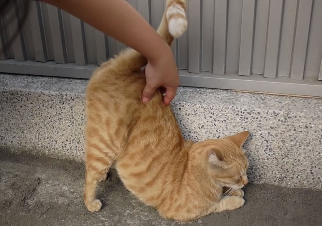 养猫不要养这7种猫!不是迷信,都是有依据的 养猫不要养这7种猫!不是迷信,都是有依据的