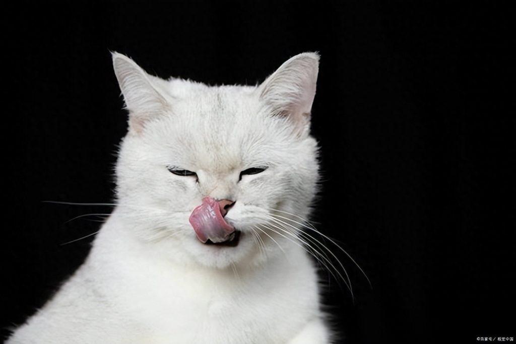 小奶猫到成猫的排便攻略,看一遍学一遍,做个合格的铲屎官(奶猫拉的屎什么样) 小奶猫到成猫的排便攻略,看一遍学一遍,做个合格的铲屎官(奶猫拉的屎什么样)