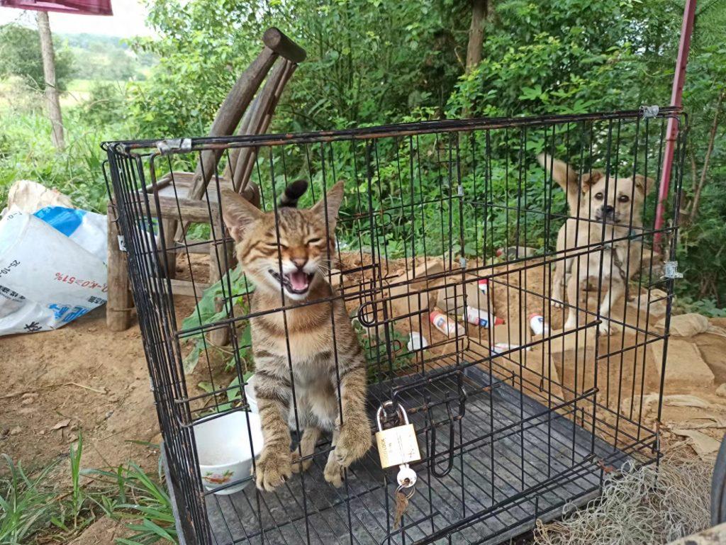 一个月的小奶猫怎么养?一定要注意这几点(一个月大的奶猫怎么养好) 一个月的小奶猫怎么养?一定要注意这几点(一个月大的奶猫怎么养好)