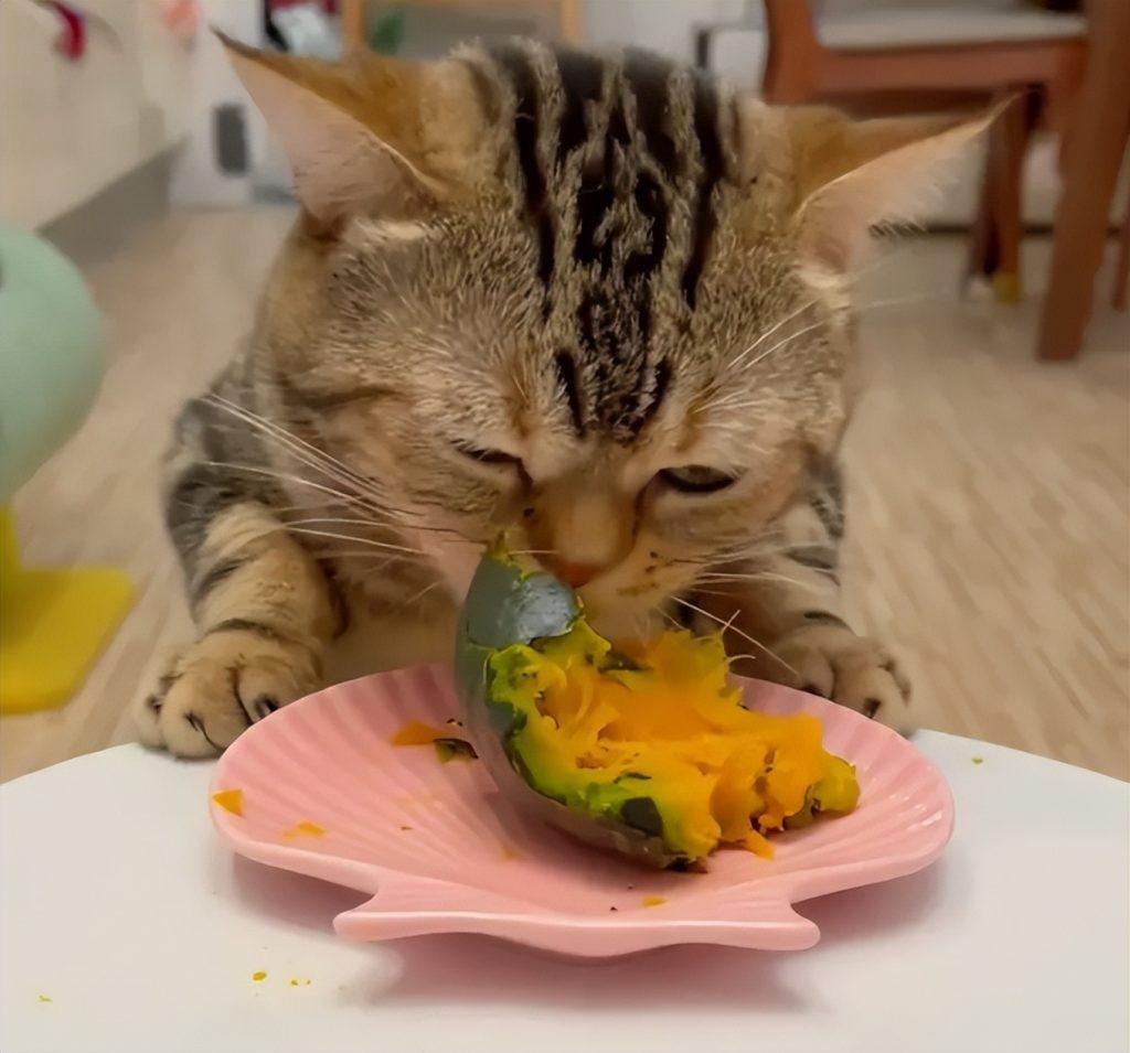 猫可食用的“10种”人类食品，适量吃对它有益（猫可以吃什么人类的东西）