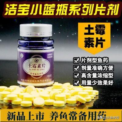 鹦鹉鱼厌食怎么办?来~来~来~往这里看(鹦鹉鱼不想吃饭是怎么回事) 鹦鹉鱼厌食怎么办?来~来~来~往这里看(鹦鹉鱼不想吃饭是怎么回事)
