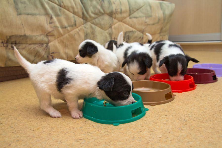 奶犬和哺乳母犬如何喂食狗粮？