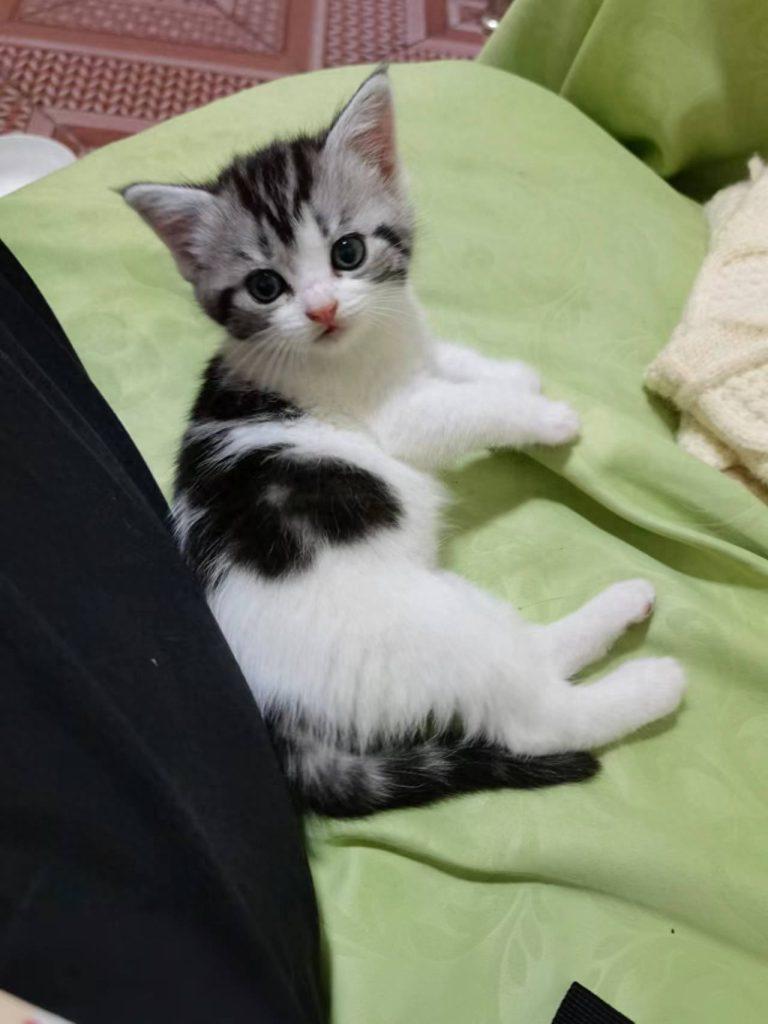 一个月的小奶猫怎么养?一定要注意这几点(一个月大的奶猫怎么养好) 一个月的小奶猫怎么养?一定要注意这几点(一个月大的奶猫怎么养好)