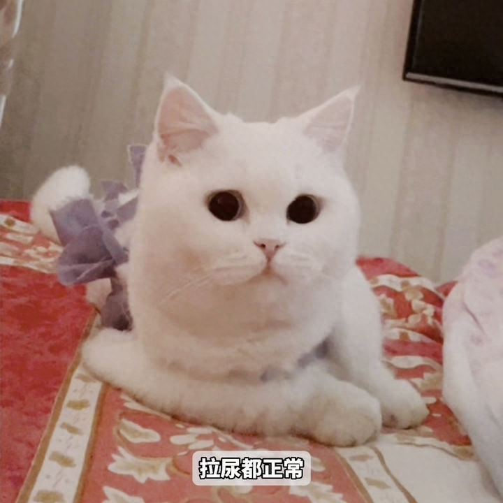 整理母猫绝育的全过程!希望铲屎官们少走弯路(母猫绝育怎么做痛苦吗) 整理母猫绝育的全过程!希望铲屎官们少走弯路(母猫绝育怎么做痛苦吗)