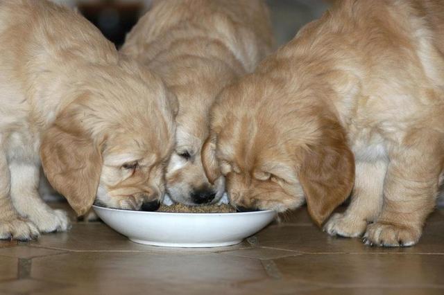 上班一族解决狗狗吃饭的问题（幼犬上班族怎么喂食时间）