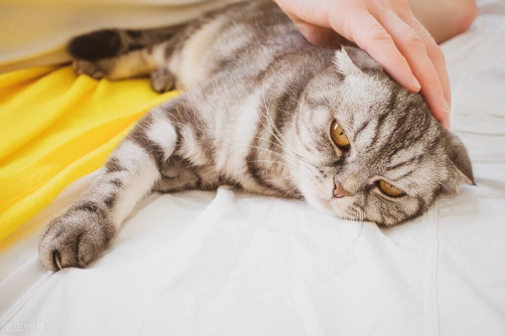 没有猫妈妈的幼猫要如何喂养?(没有猫妈妈的小奶猫能活几天) 没有猫妈妈的幼猫要如何喂养?(没有猫妈妈的小奶猫能活几天)