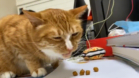 猫咪怀孕吃什么补充营养?别忽视,这几种很重要!(猫咪怀孕吃什么营养品) 猫咪怀孕吃什么补充营养?别忽视,这几种很重要!(猫咪怀孕吃什么营养品)