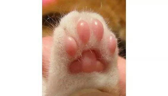 3分钟看完这份指南,从此再也用不担心怎么给猫剪趾甲了(咋给猫咪剪指甲) 3分钟看完这份指南,从此再也用不担心怎么给猫剪趾甲了(咋给猫咪剪指甲)