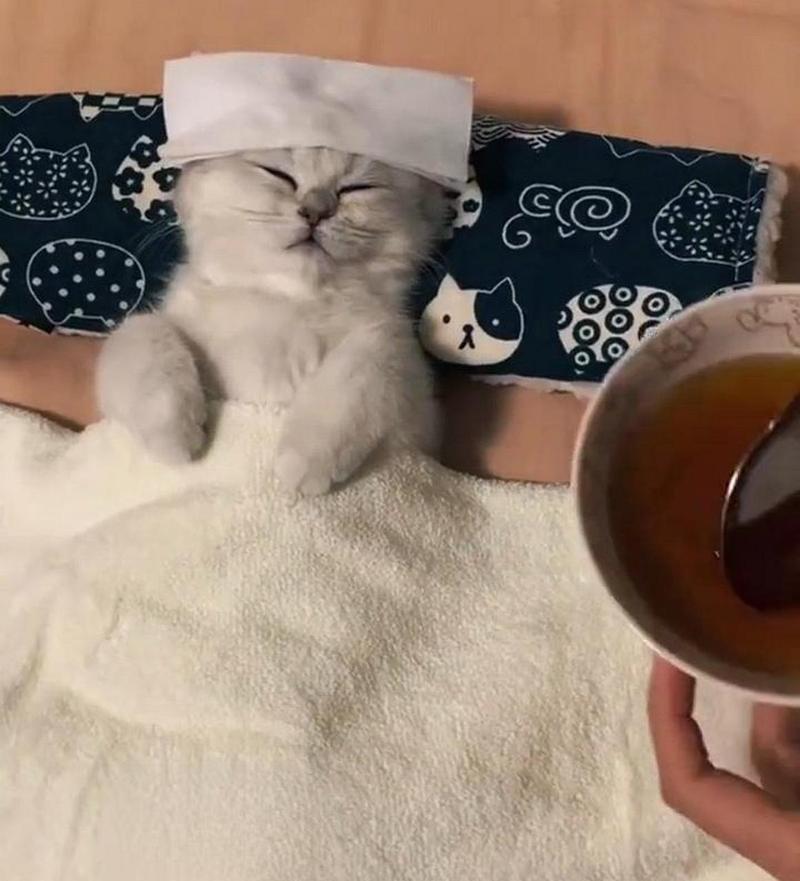 猫咪拉稀怎么办?几个小技巧教你如何应对(猫咪拉稀怎么解决) 猫咪拉稀怎么办?几个小技巧教你如何应对(猫咪拉稀怎么解决)