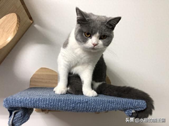 不正经吃饭的猫不是好猫!猫咪不爱吃饭,我就用这几招!(不吃饭的猫应该怎么办) 不正经吃饭的猫不是好猫!猫咪不爱吃饭,我就用这几招!(不吃饭的猫应该怎么办)