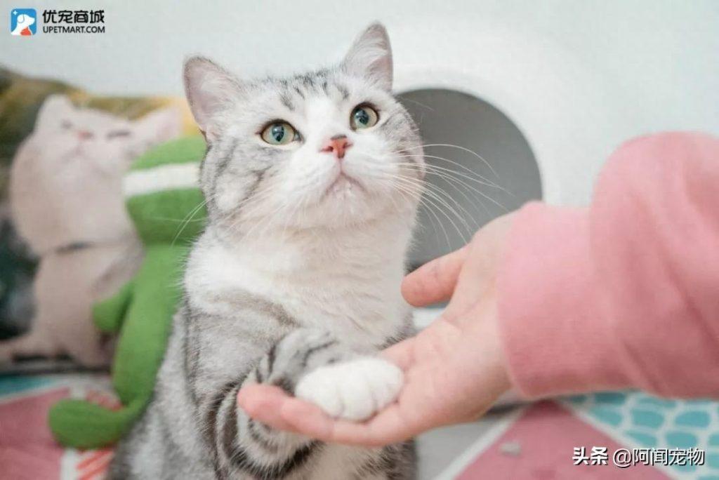 作为上班族,如何让猫在家不孤独?(作为上班族,如何让猫在家不孤独呢) 作为上班族,如何让猫在家不孤独?(作为上班族,如何让猫在家不孤独呢)