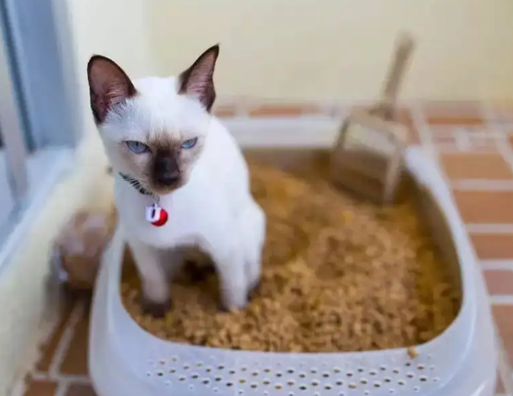 公猫频繁进出猫砂盆，每次只尿一点点？什么原因造成的？（公猫一直在猫砂里蹲着 但是尿不出来）