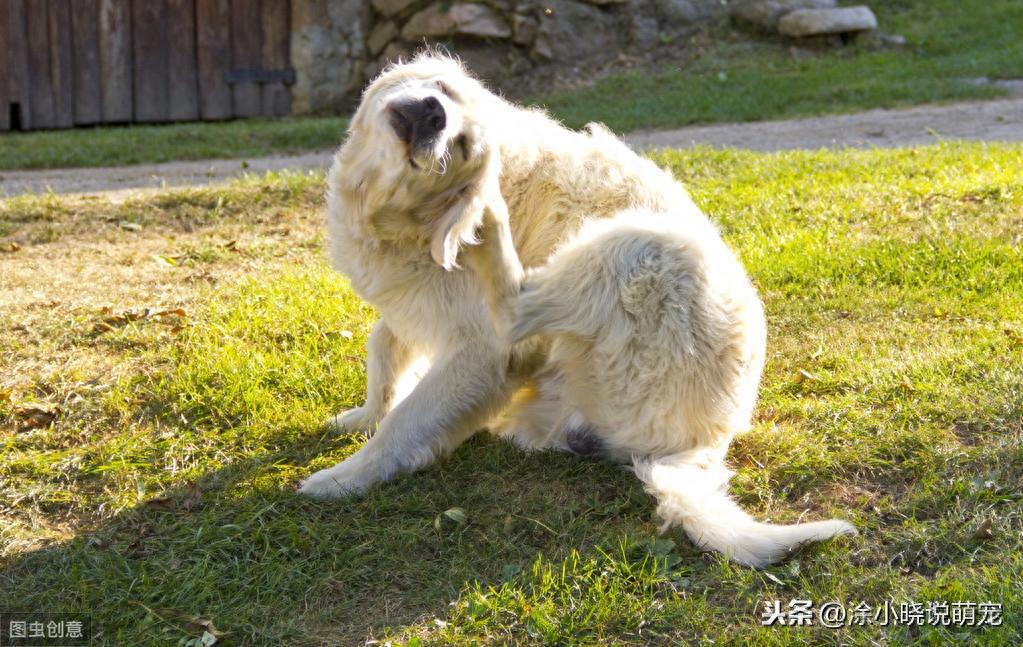 狗狗掉毛不严重就不当回事?作为主人你真的了解么?(狗狗掉毛严重该怎么办呢) 狗狗掉毛不严重就不当回事?作为主人你真的了解么?(狗狗掉毛严重该怎么办呢)