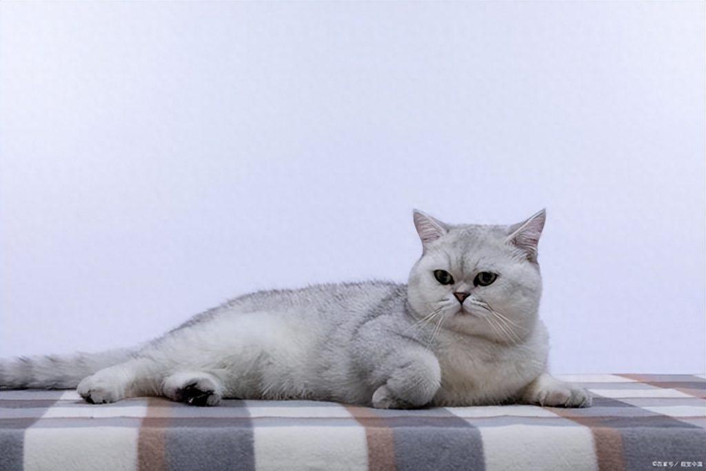 小奶猫到成猫的排便攻略,看一遍学一遍,做个合格的铲屎官(奶猫拉的屎什么样) 小奶猫到成猫的排便攻略,看一遍学一遍,做个合格的铲屎官(奶猫拉的屎什么样)