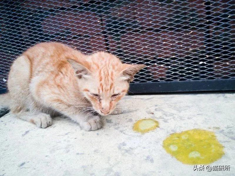 手把手教你从呕吐物颜色,判断猫咪状况!(如何呕吐不去上学) 手把手教你从呕吐物颜色,判断猫咪状况!(如何呕吐不去上学)