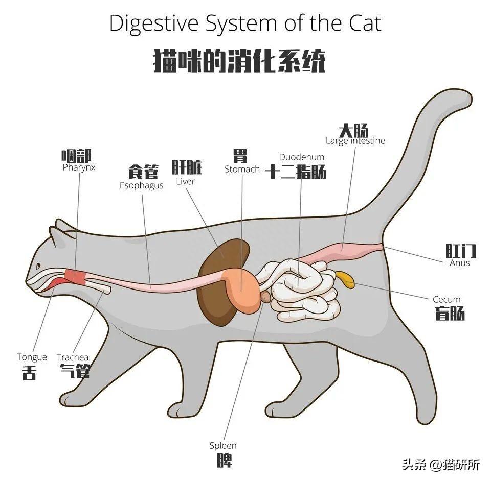 手把手教你从呕吐物颜色,判断猫咪状况!(如何呕吐不去上学) 手把手教你从呕吐物颜色,判断猫咪状况!(如何呕吐不去上学)
