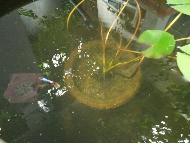 盛夏季节孔雀鱼苗想要长得快，我们只需要一个小水缸（孔雀鱼苗在大缸里怎么养）