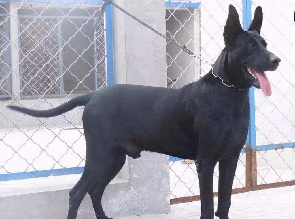 这6种“黑色”狗狗，都是很稀有的，你见过几种？（黑色狗狗都有啥品种）
