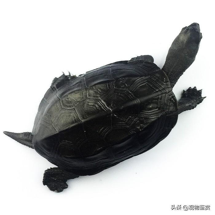 墨龟是什么品种的龟？品种虽常见，但成为真正的墨龟却很难（墨龟品相体型大的还是小的值钱）