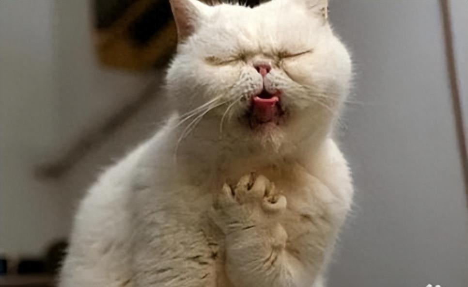 猫咪吐白沫子是什么原因,怎么办?(猫咪吐白沫是咋回事) 猫咪吐白沫子是什么原因,怎么办?(猫咪吐白沫是咋回事)
