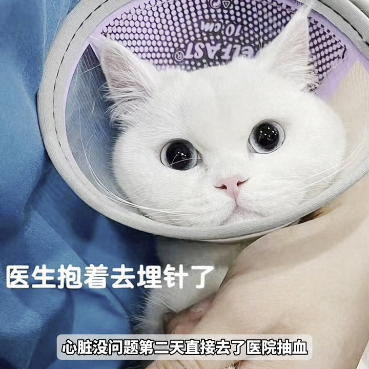整理母猫绝育的全过程!希望铲屎官们少走弯路(母猫绝育怎么做痛苦吗) 整理母猫绝育的全过程!希望铲屎官们少走弯路(母猫绝育怎么做痛苦吗)