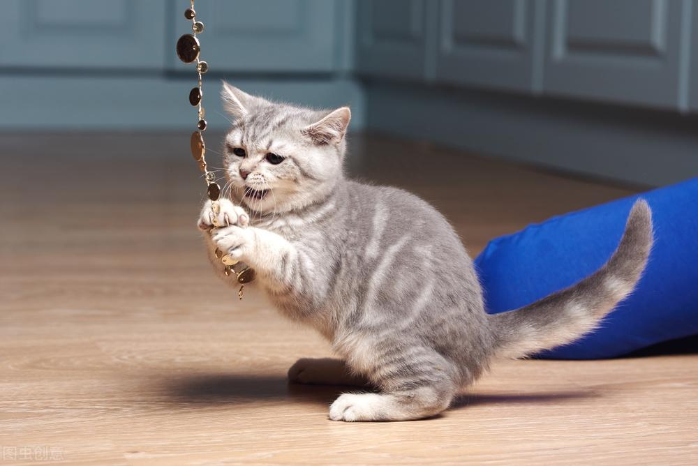 猫受伤出血要涂抹什么药好(猫摔伤内出血吃什么药) 猫受伤出血要涂抹什么药好(猫摔伤内出血吃什么药)