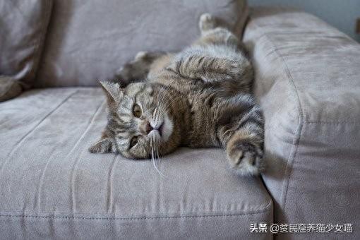 新手养猫不迷路,给铲屎官的5条养猫纯干货(养猫新手入门) 新手养猫不迷路,给铲屎官的5条养猫纯干货(养猫新手入门)
