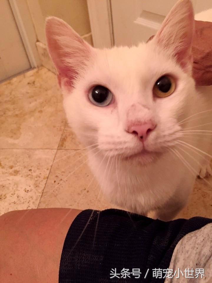 猫咪耳朵眼睛都结痂后看不见，治疗完一开眼才发现它是无价之宝（猫耳朵和眼睛流褐色分泌物）