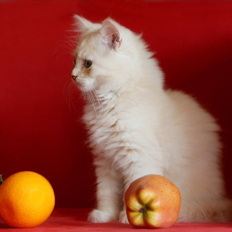 这六种水果给猫咪吃,营养高还不贵(给猫吃什么水果好) 这六种水果给猫咪吃,营养高还不贵(给猫吃什么水果好)