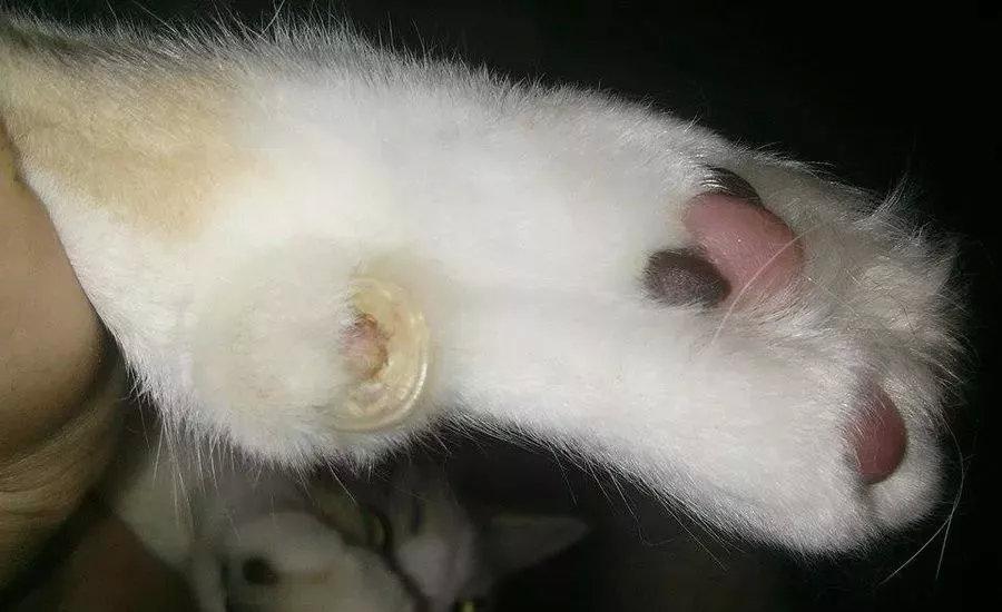 3分钟看完这份指南,从此再也用不担心怎么给猫剪趾甲了(咋给猫咪剪指甲) 3分钟看完这份指南,从此再也用不担心怎么给猫剪趾甲了(咋给猫咪剪指甲)