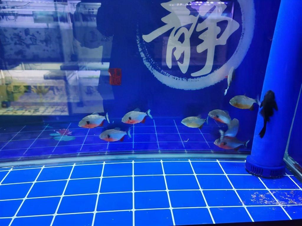 给底滤鱼缸换水,需要注意哪些问题,每次换多少合适?(底滤鱼缸一次换多少水) 给底滤鱼缸换水,需要注意哪些问题,每次换多少合适?(底滤鱼缸一次换多少水)