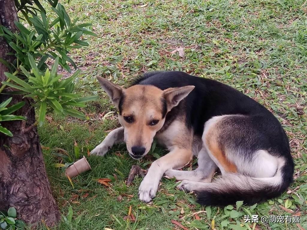 狗狗心脏病与犬种的关系,如何发现和治疗?选对用药时间很关键(狗狗心脏病可以活多久) 狗狗心脏病与犬种的关系,如何发现和治疗?选对用药时间很关键(狗狗心脏病可以活多久)