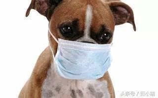 咳嗽？心脏病？千万别小看狗咳嗽的原因！（咳嗽?心脏病?千万别小看狗咳嗽的原因是什么?）