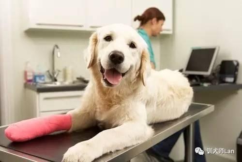 狗狗跛行有哪些原因？怎样判断和治疗，在什么情况下应该找兽医？（狗狗跛脚能自愈吗）