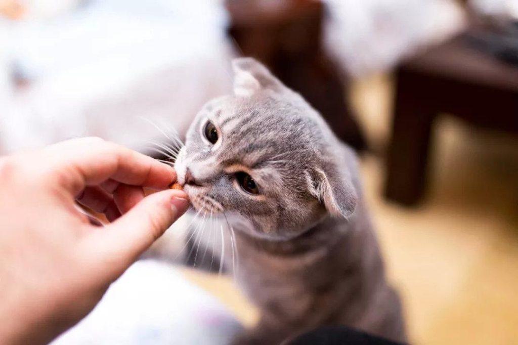 3分钟看完这份指南,从此再也用不担心怎么给猫剪趾甲了(咋给猫咪剪指甲) 3分钟看完这份指南,从此再也用不担心怎么给猫剪趾甲了(咋给猫咪剪指甲)