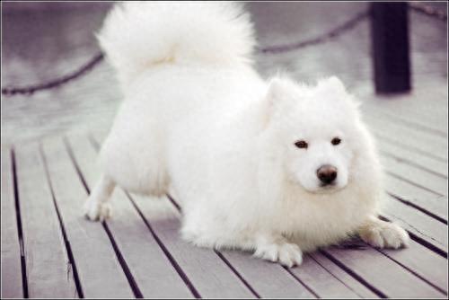 微笑天使萨摩耶犬（萨摩天性）