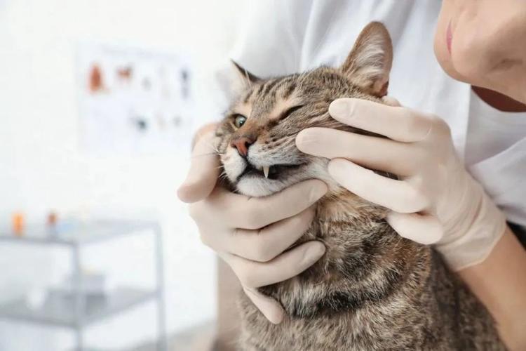 猫咪“口臭”的4大原因,附解决措施,赶紧收藏!(猫猫口臭怎办) 猫咪“口臭”的4大原因,附解决措施,赶紧收藏!(猫猫口臭怎办)